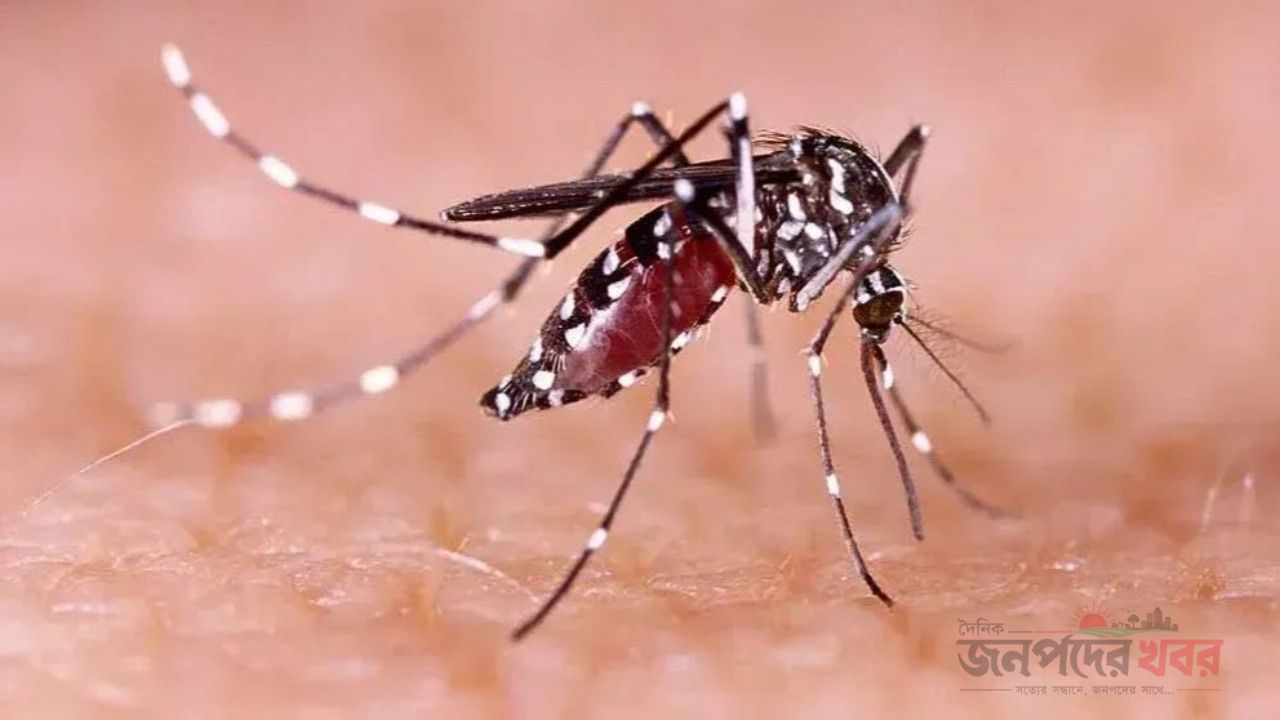ডেঙ্গুতে আরও ৬ মৃত্যু, হাসপাতালে ১৯৪৮ জন